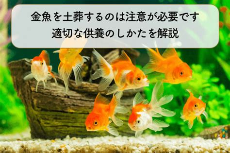 魚死掉埋葬|金魚が死んだら火葬すべき？適切な亡骸処理と供養方。